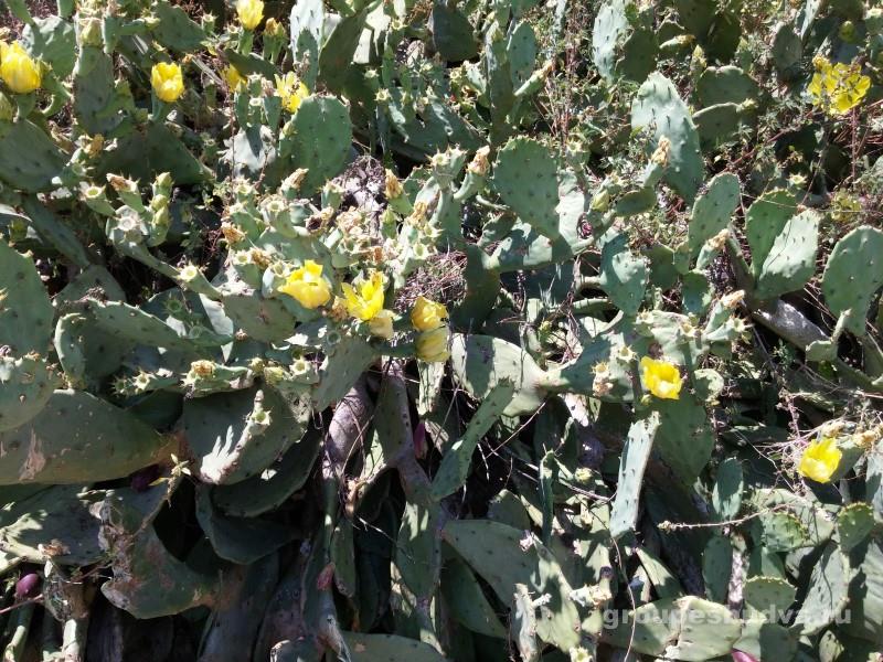 kaktusy v chernogorii 