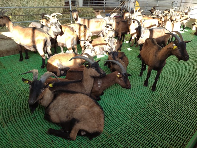 goats on the Tsarevich's farm