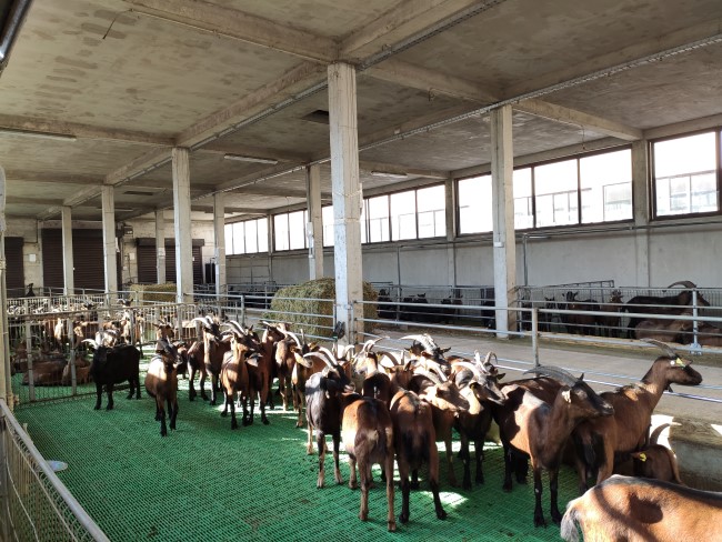kozy na ferme Tsarevicha