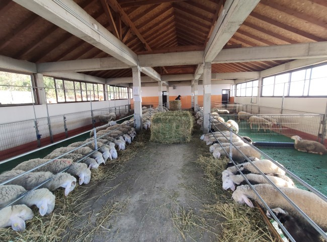 ovechki na ferme v chernogorii