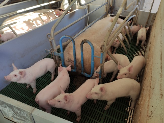 
pigs on the Tsarevich's farm in Montenegro